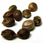 Семена марихуаны АК-47  (Seeds AK-47) в Михайловке